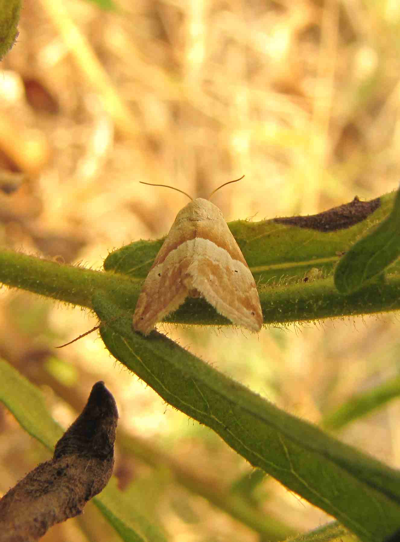 farfalla marroncina chiara